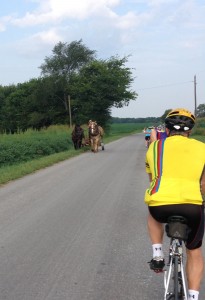 horse